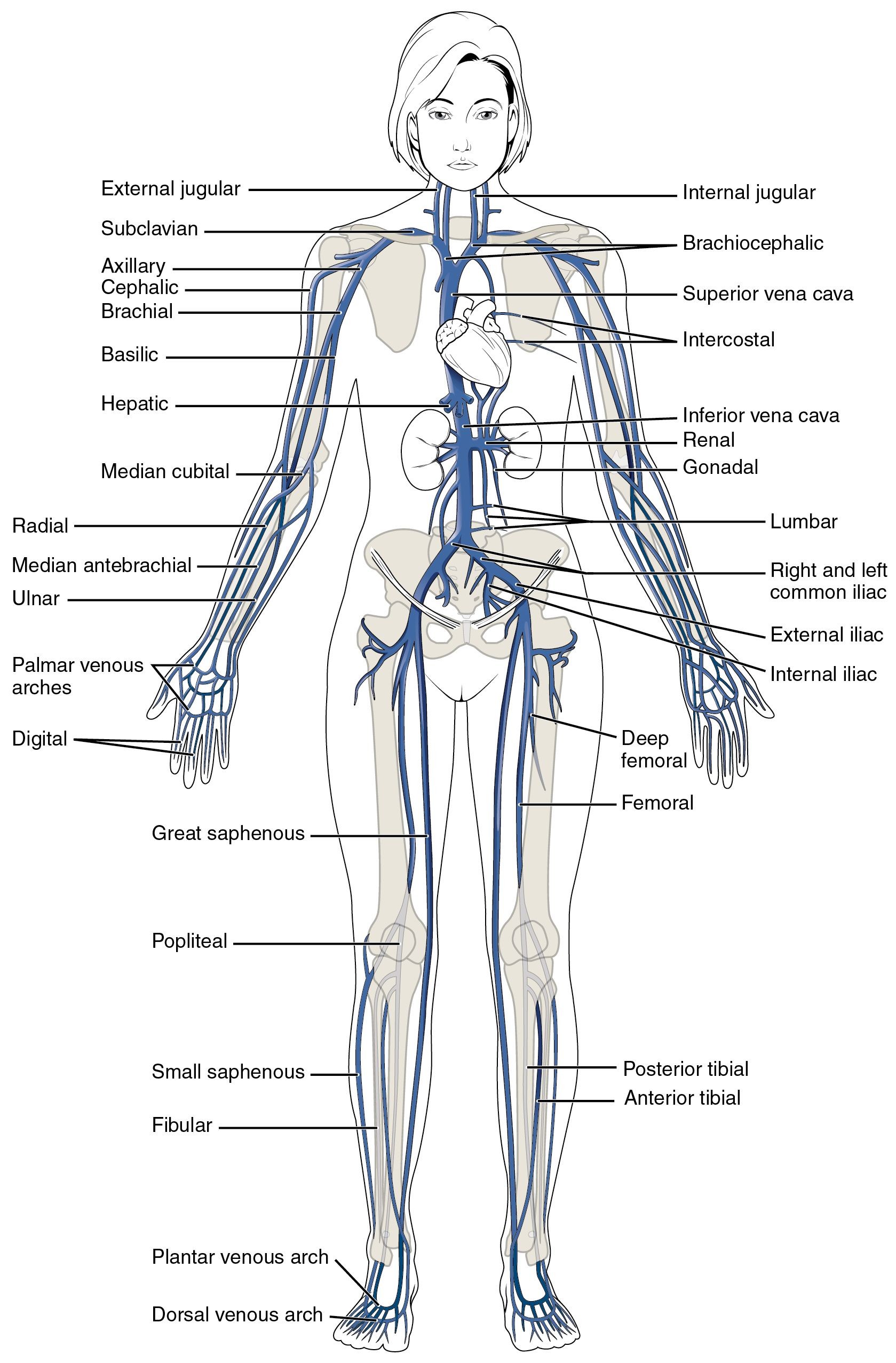 This diagram shows the major veins in the human body