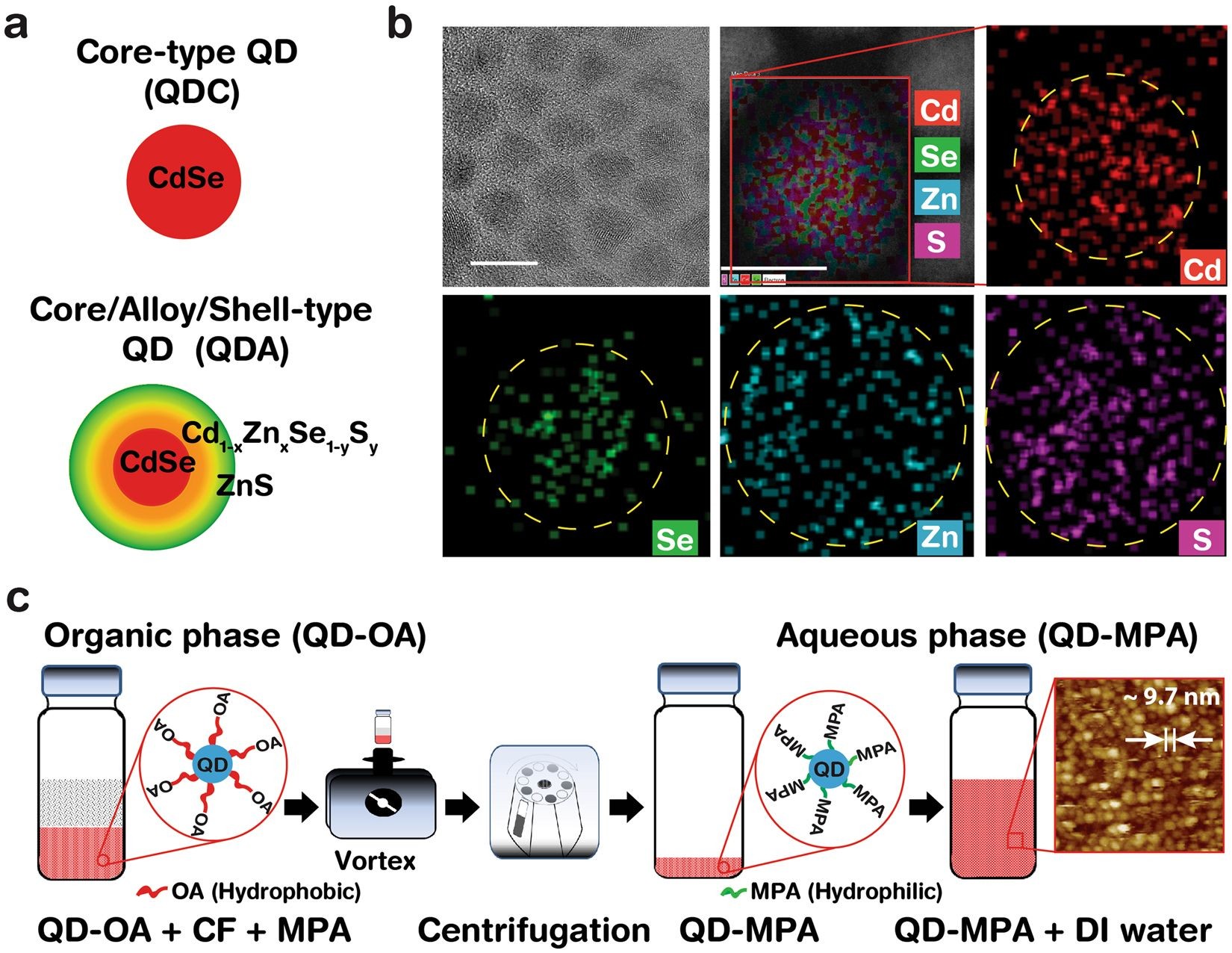 Luminophore Configuration and Concentration Dependent Optoelectronic Characteristics of a Quantum Dot Embedded DNA Hybrid Thin film