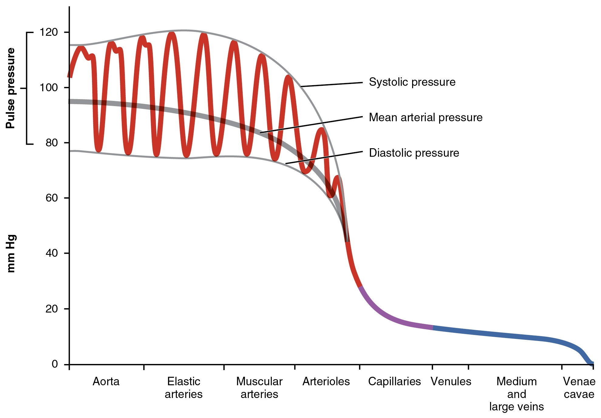 This graph shows the value of pulse pressure in different types of blood vessels